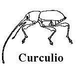 Go to my main website, Curculio.